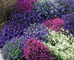 Bibitbunga.com, situs penyedia segala kebutuhan berkebun dan pertanian di indonesia. Macam Macam Tanaman Hias Bunga Dan Contohnya