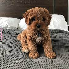 Cavapoo The Cavapoo Is A Crossbreed That Results From Breeding A Poodle And A Cavalier King Charles Spaniel Cavap Cute Dogs Breeds Cute Dogs Cavapoo Puppies