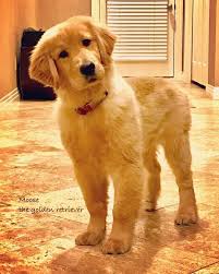 Golden Retriever Why Are They The Perfect Pets Cute Golden Perfect Pets Retriever Dogs Golden Retriever Golden Retriever Retriever Puppy