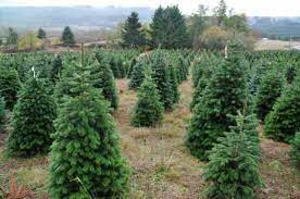 I have heard and read a lot about how farming isn't all that profitable in comparison to other jobs. Starting A Tree Plantation Mother Earth News