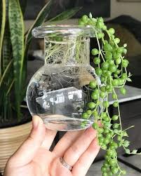 Plant Propagation For Kids My Tasteful Space In 2020 Propagating Plants Tiny Plants Hanging Plants