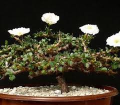 Image result for Monsonia