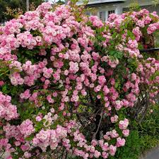 Check spelling or type a new query. Beautiful Ways To Train And Support Rambling Roses Susan Rushton