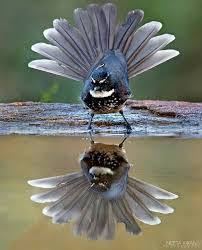 Black And White Spotted Bird White Spotted Fantail Neetakiranphotoscapes Pet Birds Beautiful Birds Animals Amazing