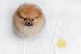We did not find results for: Top 10 Best Carpets Hygienic For Dogs Child Safe