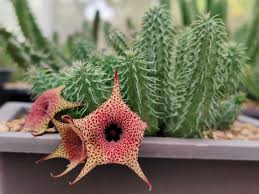 Image result for Huernia kirkii