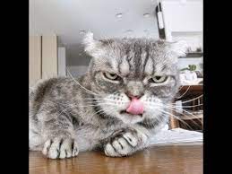 We did not find results for: Kucing Comel Kucing Comel Dan Lucu Youtube