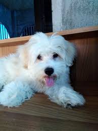 Kopek Dunyasi Adli Kullanicinin Maltese Terrier Panosundaki Pin 2020