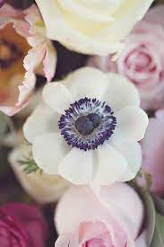 Febheart Beautiful Flowers Anemone Flower Flowers