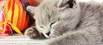 Stalking, hunting, chasing and killing prey takes up a. How Many Hours A Day Do Cats Sleep Pet Side