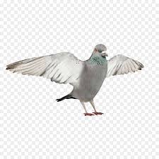 Bird 3d Modeling Autodesk 3ds Max Wavefront Obj File 3d Computer Graphics Pigeons Wing Autodesk 3ds Max 3ds Max Computer Graphics