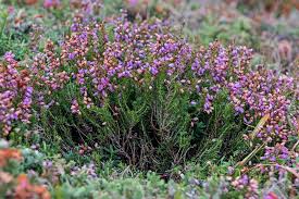 Image result for Erica wildii