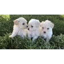 We sell beautiful and healthy puppies that we buy from licensed breeders. Maltipoo Las Vegas We Have 3 Gorgeous Maltipoo Puppies Ready For Forever Loving Homes 2 Gir Maltipoo Puppy Maltipoo Puppies For Sale Maltese Puppies For Sale