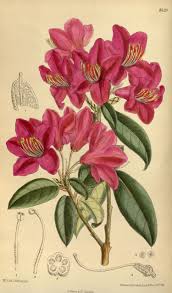 Check spelling or type a new query. Millions Of Free Botanical Illustrations From The Biodiversity Heritage Library