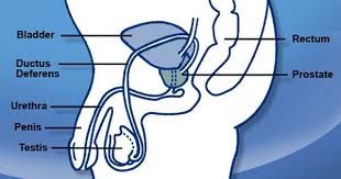 Pin On Prostate Cancer Information
