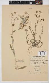 Image result for Denekia