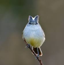 Bird With Red Patch On Back Of Head Alegrinho Serpophaga Subcristata In 2020 Pet Birds Bird Species Birds