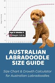 How big will my puppy be? Australian Labradoodle Puppy Growth Chart And Calculator Doodle Doods