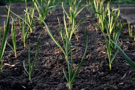 Plant the clove in a hole 2 inches deep, pointed end up. How To Grow Garlic Growing Garlic