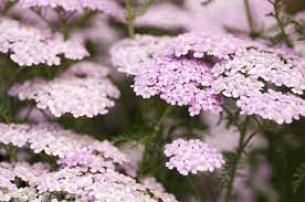 Common Yarrow Apple Blossom Achillea Millefolium Apple Blossom Soldier S Woundwort Apple Blossom Thousand Plants Pink Garden Native Plant Gardening
