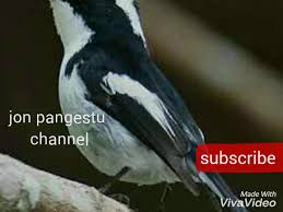 It is found in the indian subcontinent and southeast asia. Download Suara Burung Erow Kapas Mp3 Mp4 3gp Flv Download Lagu Mp3 Gratis