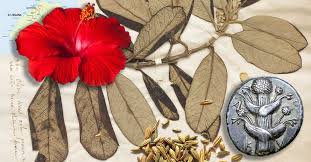 Image result for Argocoffeopsis