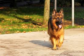 Tranquil, confident, serious and clever. Guide To Long Coat German Shepherd Dogs Pethelpful