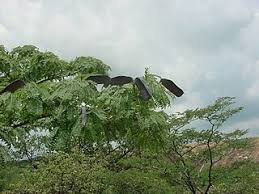 Image result for Brachystegia manga