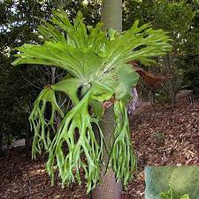Image result for Platycerium