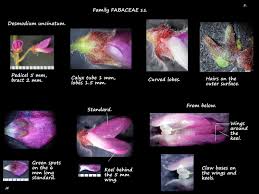 Image result for Desmodium subsecundum