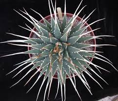 Stars of the succulent garden great design plant: 270 Best Agave And Yucca Ideas Agave Yucca Plants