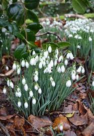 How To Grow Snowdrops The Year S First Flowers Moon Garden Planting Flowers Flower Landscape