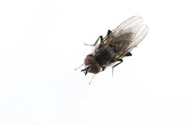 Black flies are perhaps the most irritating creature of the northwoods, but the fact is that they are found in nearly every state in the usa. As Irritating As They May Be Blackflies Are Only Doing Their Job The Globe And Mail
