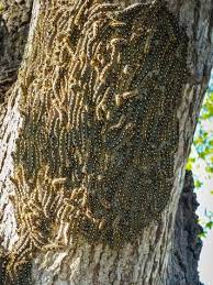 How To Get Rid Of Web Worms From Pecan Trees Texasbowhunter Com Community Discussion Forums