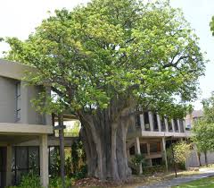 Image result for Adansonia digitata