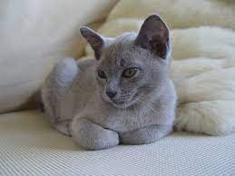russian blue russian blue cat russian blue blue cats