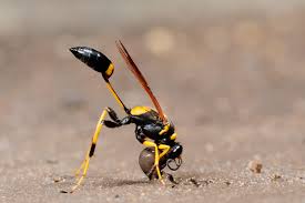 Pin On The Natural World