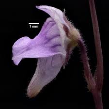 Image result for Genlisea hispidula