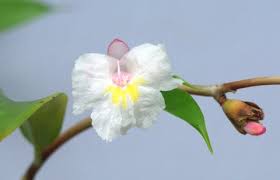 Image result for Costus subbiflorus