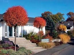 Kugel Steppenkirsche Im Herbstkleid Gartengestaltung Baume Garten Vorgarten