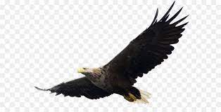 Datei symbole ✓ download 3149 datei symbole kostenlos ✓ icons von allen und für alle , finden sie das symbol, das sie benötigen, speichern sie sie zu ihren favoriten hinzu und laden sie es kostenlos ! Adler Computer Datei Eagle Png Bild Free Download Png Herunterladen 1024 697 Kostenlos Transparent Adler Png Herunterladen