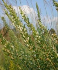 Image result for Limosella capensis