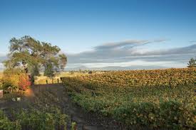 Flowers russian river pinot noir 2017. Lynmar Estate Russian River Valley Pinot Noir 2017 Vintus