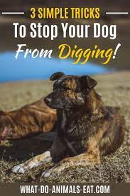 Why Do Dogs Dig Holes Dogs Dog Behavior Your Dog