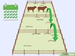 Grass feeding is ideal for cows. 3 Ways To Care For Cattle Wikihow