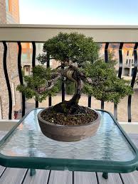Visualize the finished product while selecting a bonsai tree. Itoigawa Shimpaku Juniper My First Bonsai Tree Bonsai