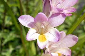 Image result for Freesia
