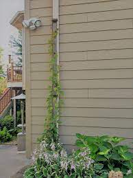 The trellis can be used in any sized garden or garden bed to help support your climbing plants. 2 Trellises A Sleek And Unobtrusive 9 Foot Tall Downspout Trellis