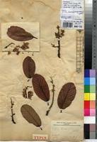 Image result for Monotes engleri