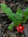 Image result for Ochna macrocalyx